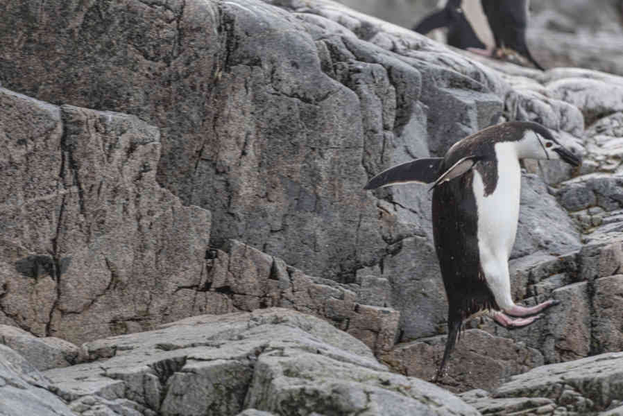 Pingüino Chinstrap - Antártida 18.jpg